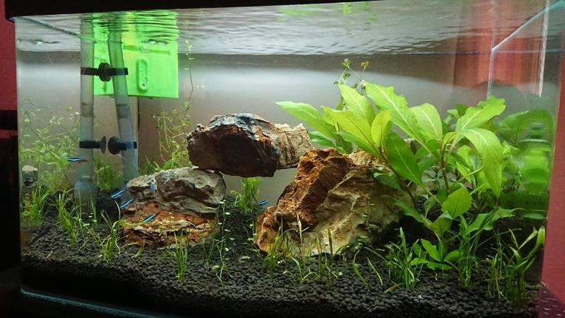 Skimmer for mini aquarium