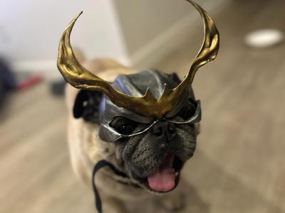 Shao Pug - mask for short-nosed dogs 