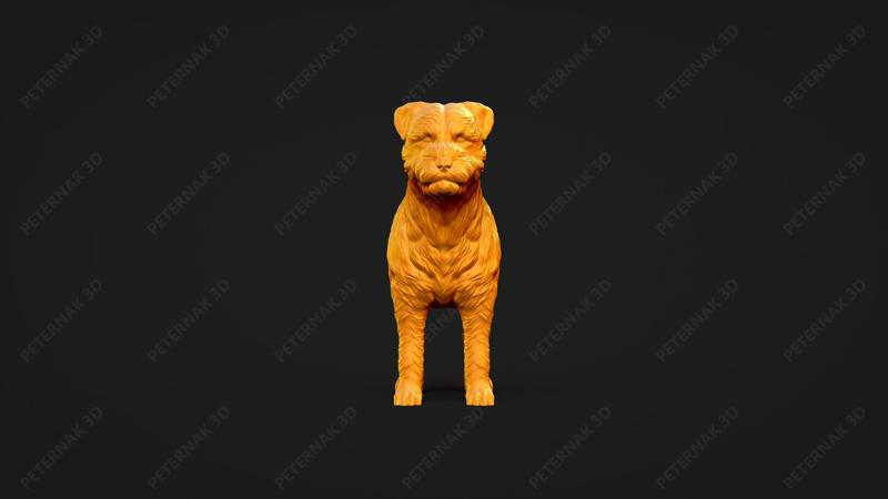 Border Terrier Dog 3D Print Model Pose 01