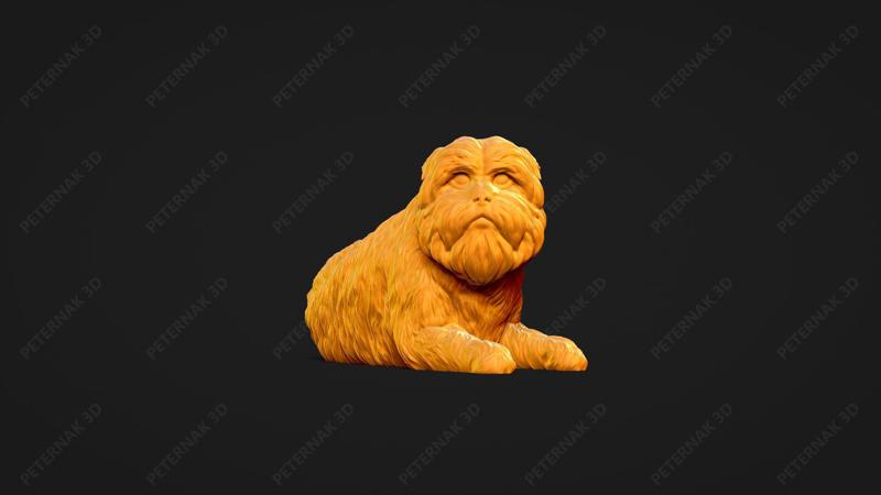 Affenpinscher Dog 3D Print Model Pose 09
