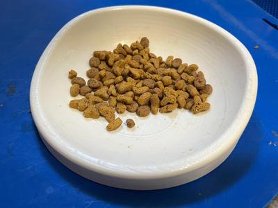Whisker-Friendly Cat Food Bowl