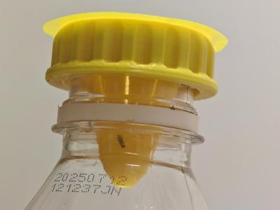 Fruit Fly Trap
