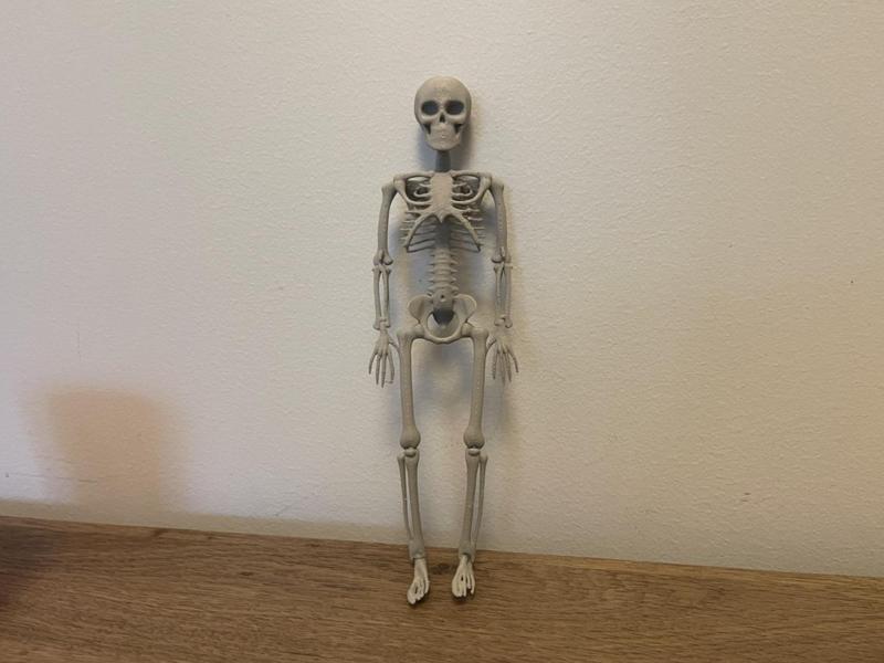 Skeleton 