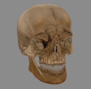 Realistic Human Skull 3D Model - High Detail, 15 cm Tall, Designed for Fast 2.0mm Nozzle Printing