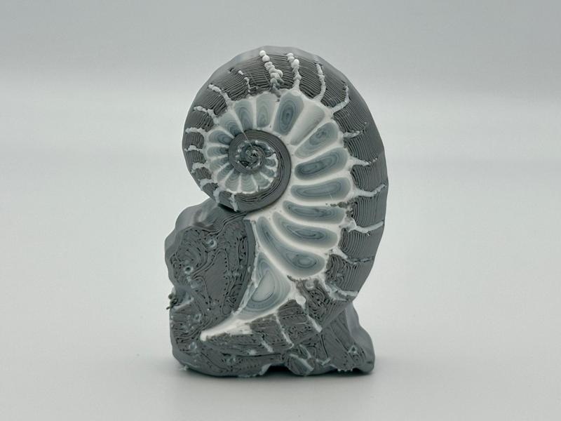 Sprial shell fossil