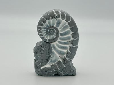 Sprial shell fossil