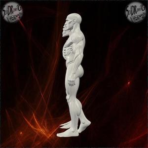 Human Skeleton and Muscle Anatomy – SoliDRawinGs SG977
