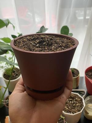 John's Pot 1.0