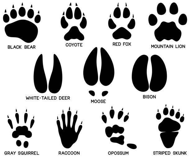 Animal Foot Prints