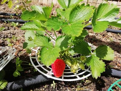 Strawberry support grid