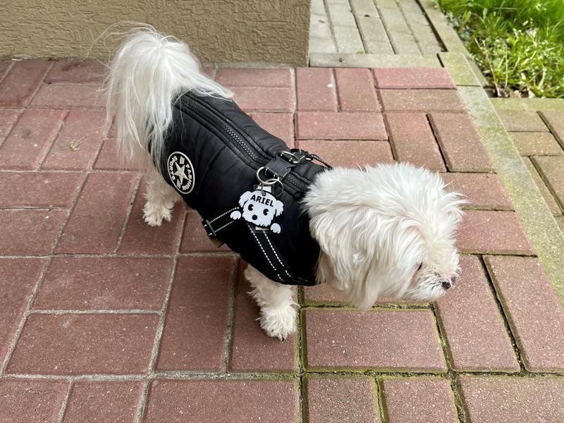 Dog ID Tags with Name or not