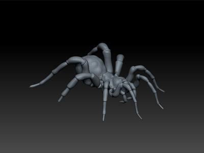 Spider