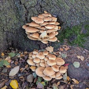Woodland fungus, photogrammetry scan 