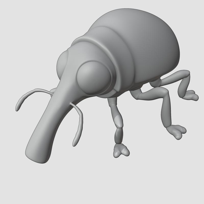 Weevil Insect