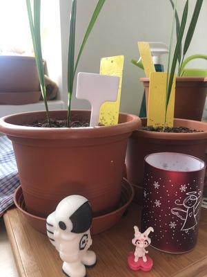 Simple plant marker