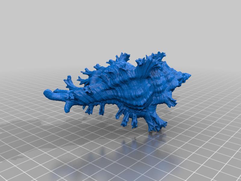Gastropod - shell - gubbins - hp