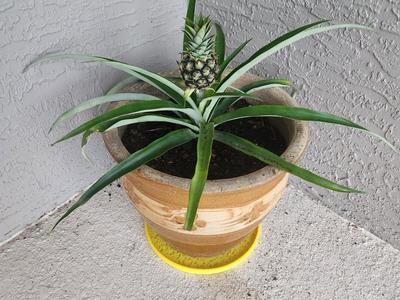 The Universal Planter Water Collector