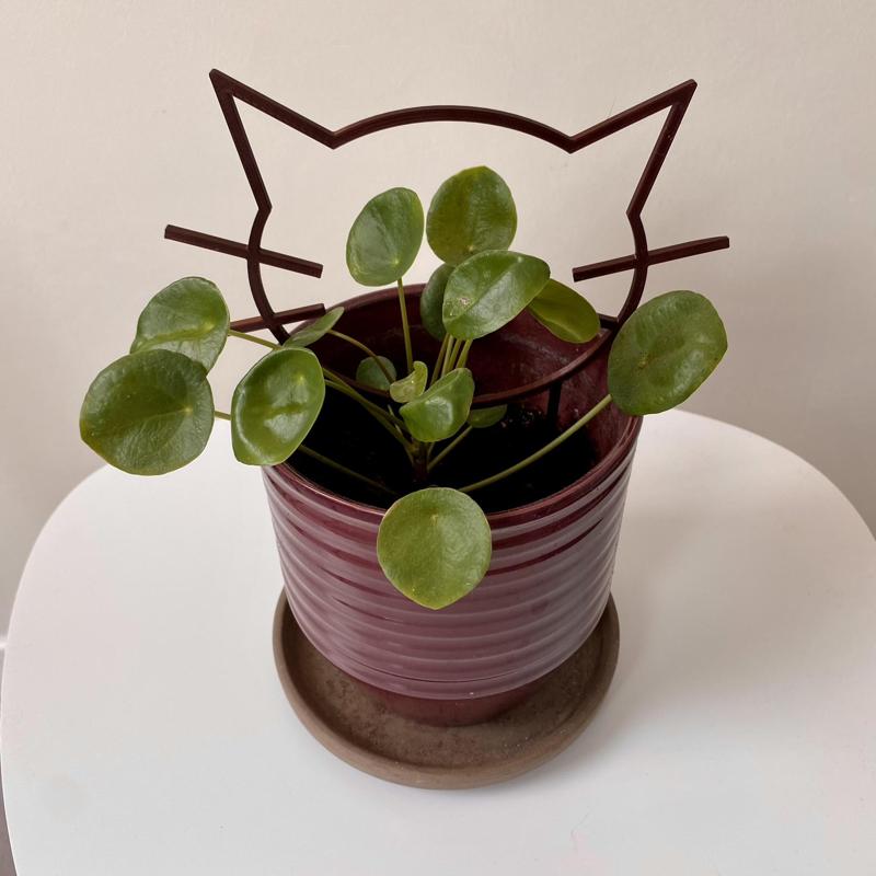Whiskers Plant Climber
