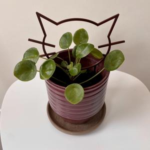 Whiskers Plant Climber