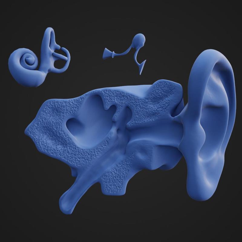 Ear Anatomy parts