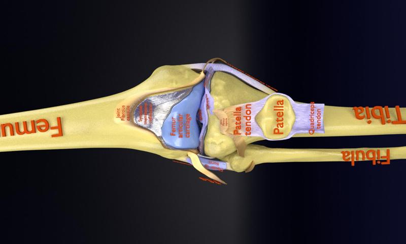 Knee joint cut open detail labelled 3D model