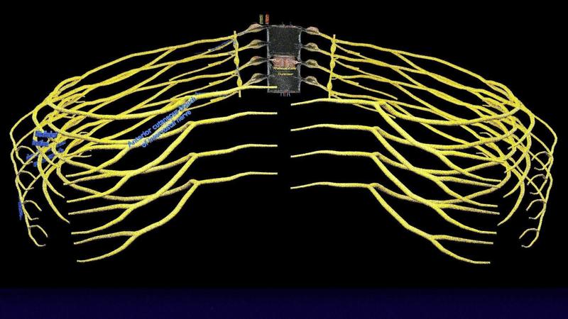 Spinal cord symphathetic intercostal nerve labelled detail 3D model