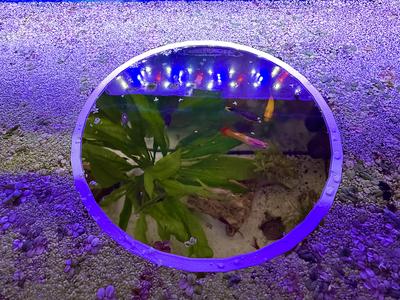 Large Floating Plant Ring