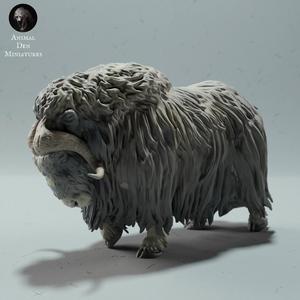 Musk Ox Sheep