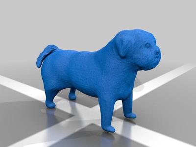 dog maltezer chichu