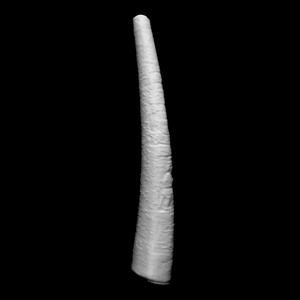 Ivory Horn at The British Museum, London