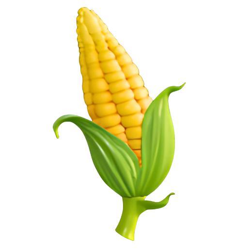 Corn on the Cob with Husk