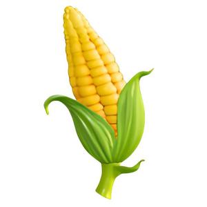 Corn on the Cob with Husk