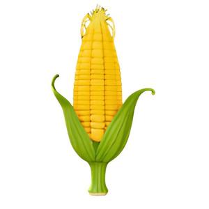 Shucked Corn on the Cob