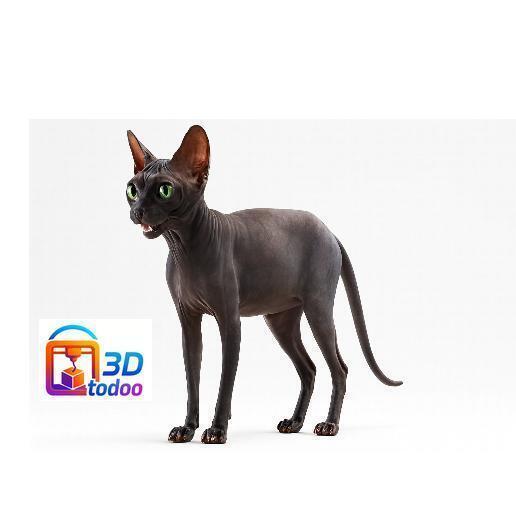 GATO ESFINGE Gato Sphynx  Sphynx cat