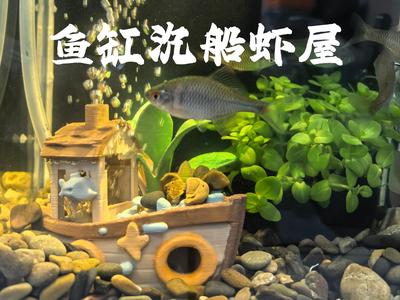 Aquarium sunken ship shrimp house