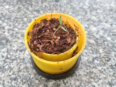 Collapsible Seedling Tray