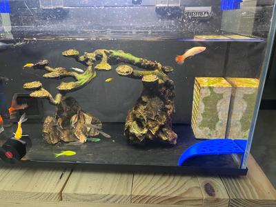 Aquarium Corner Fish and Shrimp Hideaway