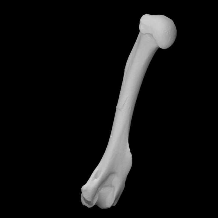 Raccoon humerus