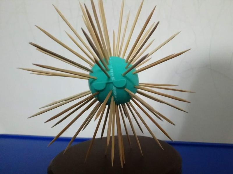 Sea urchin