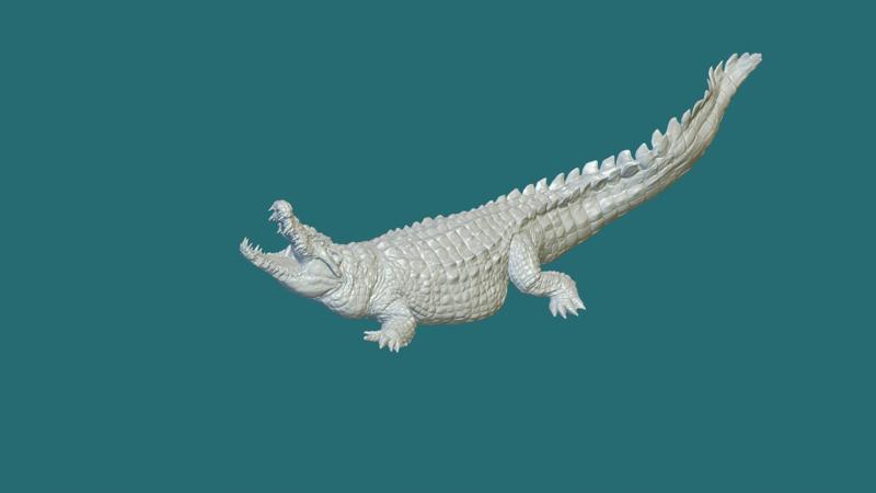 crocodile 1