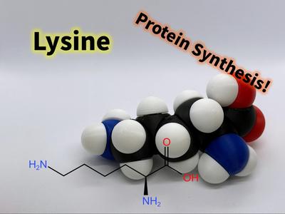 Lysine molfidget with rotatable bonds