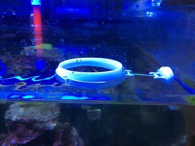 aquarium feeding ring