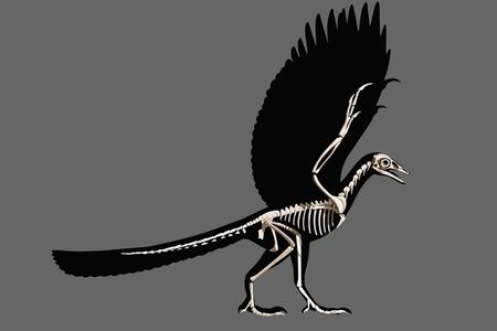Archaeopteryx: Complete skeleton
