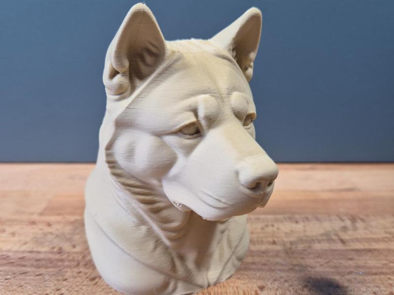 American akita Bust