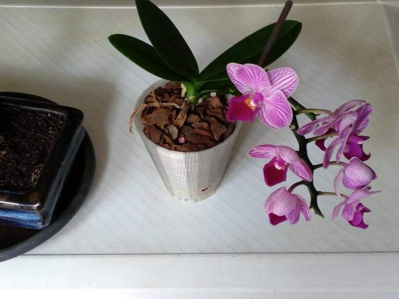 Simple mini phalaenopsis orchid pot