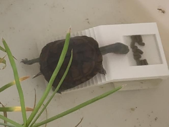 turtle basking platform