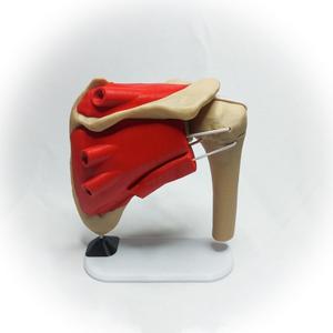 Dynamic Shoulder Rotator Cuff Display Stand