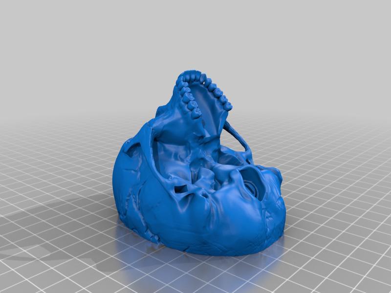 Accurate Human Skull With Removable Top And Jaw