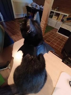 Bat wings for cats