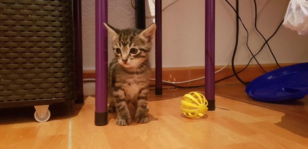 Kitty Cat Toy